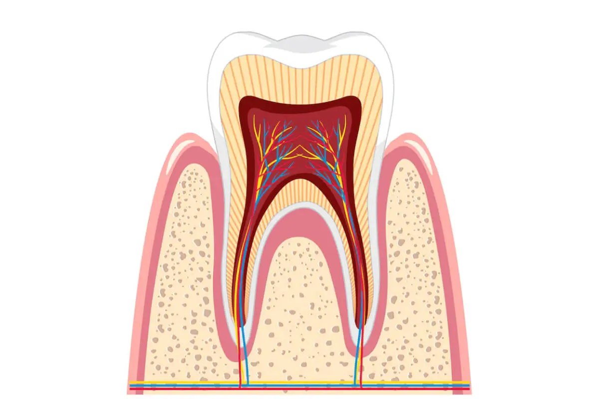 Demystifying the Cost of Root Canal Treatment in Canada